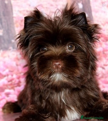 Yorkshire Terrier perros Exclusivos Yorkshire Exóticos - Anuncio 1