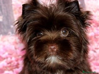 Yorkshire Terrier perros Exclusivos Yorkshire Exóticos - Anuncio 2