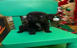 Bulldog Francés perros en venta: Último bulldog francés Fufly!! - Anuncio 3