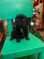 Bulldog Francés perros Último bulldog francés Fufly!! - Anuncio 2