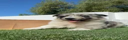 Border Collie perros en venta: BORDER COLLIE - Anuncio 4