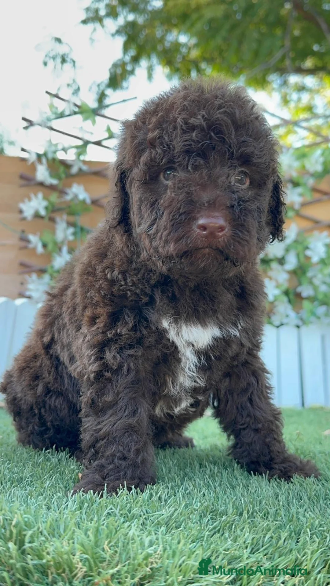 Perro de Agua Español perros en venta: PERRO DE AGUA ESPAÑOL - HEMBRAS - Anuncio 20