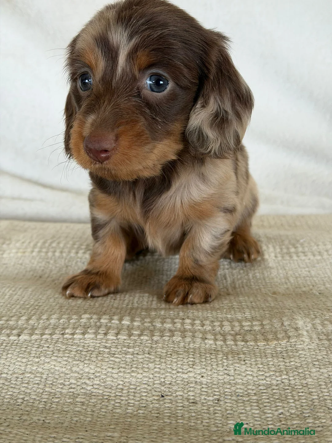 Teckel Miniatura perros en venta: TECKEL PELO LARGO - Anuncio 2