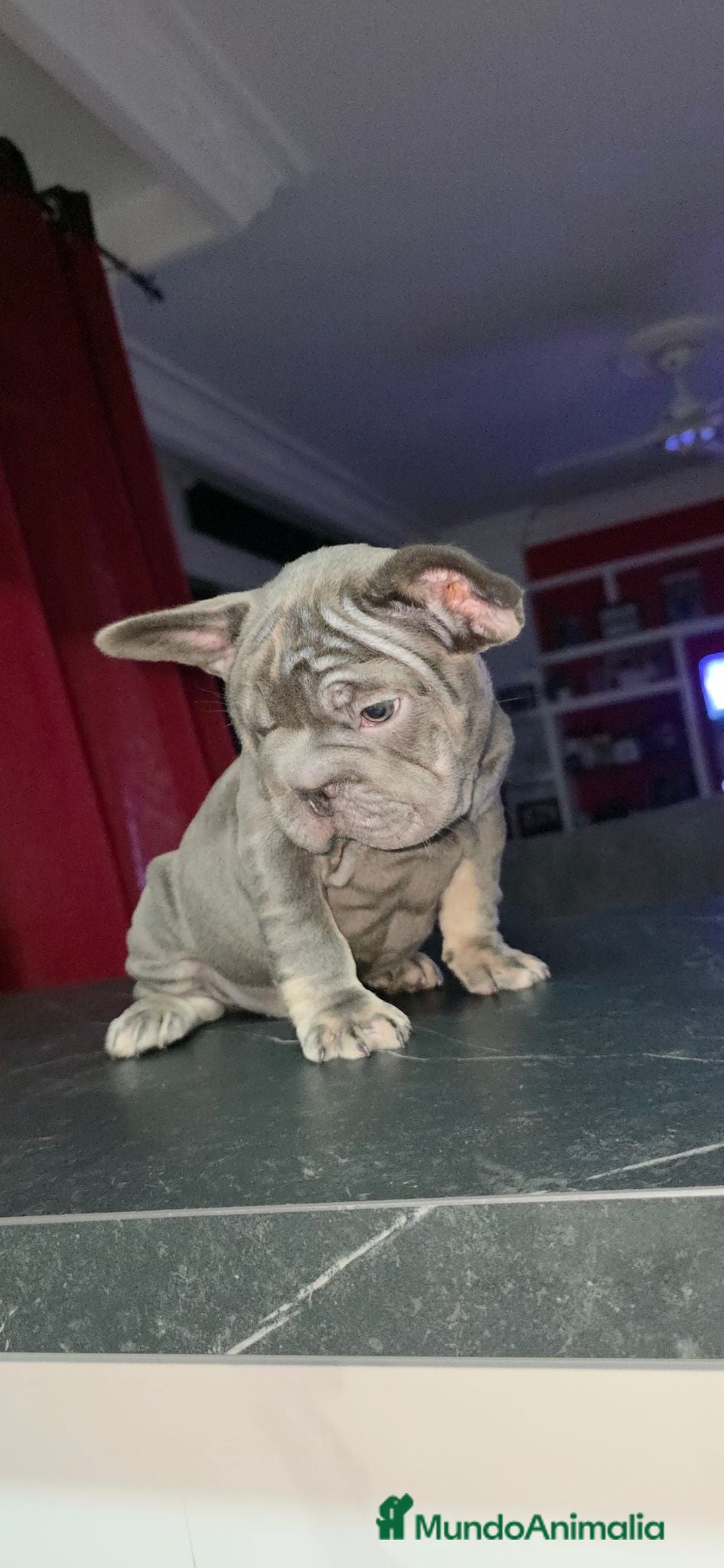 Bulldog Francés perros Bulldog francés  - Anuncio 2