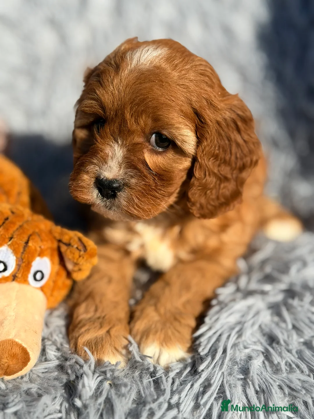 Cavapoo perros en venta: Cavapoo hembra  - Anuncio 6