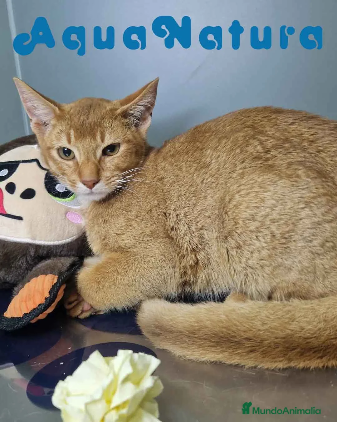 Abisinio gatos en venta: Abisinio Macho de Santa 1931 AQUANATURA - Anuncio 2