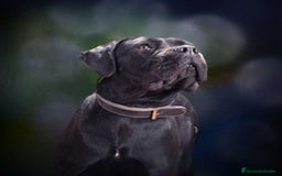 Cane Corso perros en venta: Cane Corso - Imagen 3