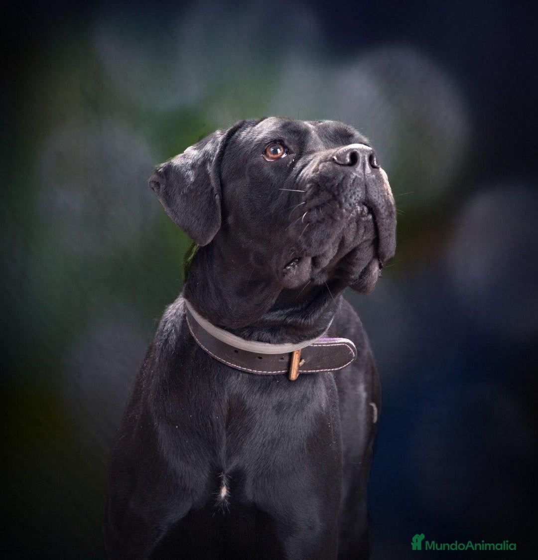 Cane Corso perros en venta: Cane Corso - Imagen 3