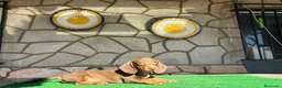 Teckel perros en venta: Teckel kaninchen - Anuncio 4