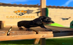 Teckel perros en venta: Teckel pelo duro - Imagen 2