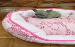 Chihuahua perros en venta: Chihuahua toy - Imagen 1