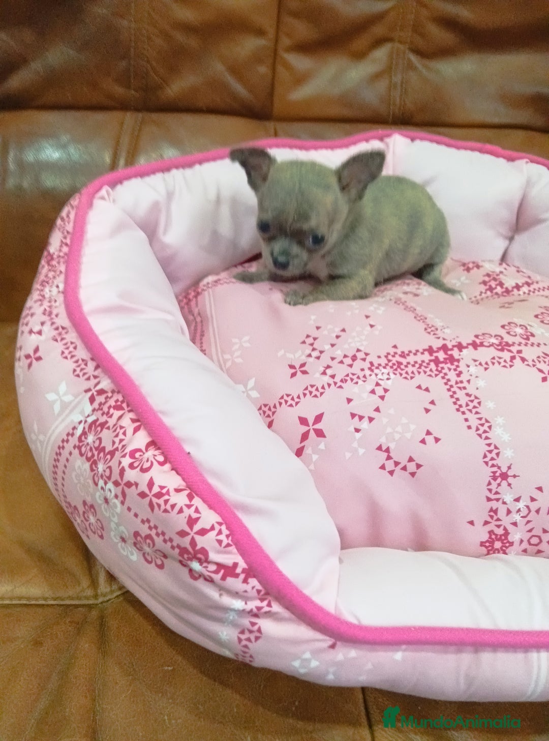 Chihuahua perros en venta: Chihuahua toy - Imagen 1