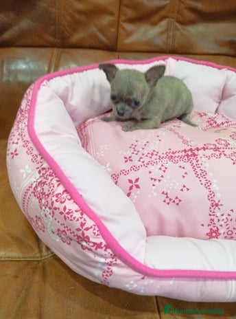Chihuahua perros - Anuncio 15