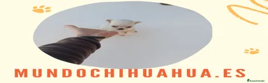 Chihuahua Cachorro 7