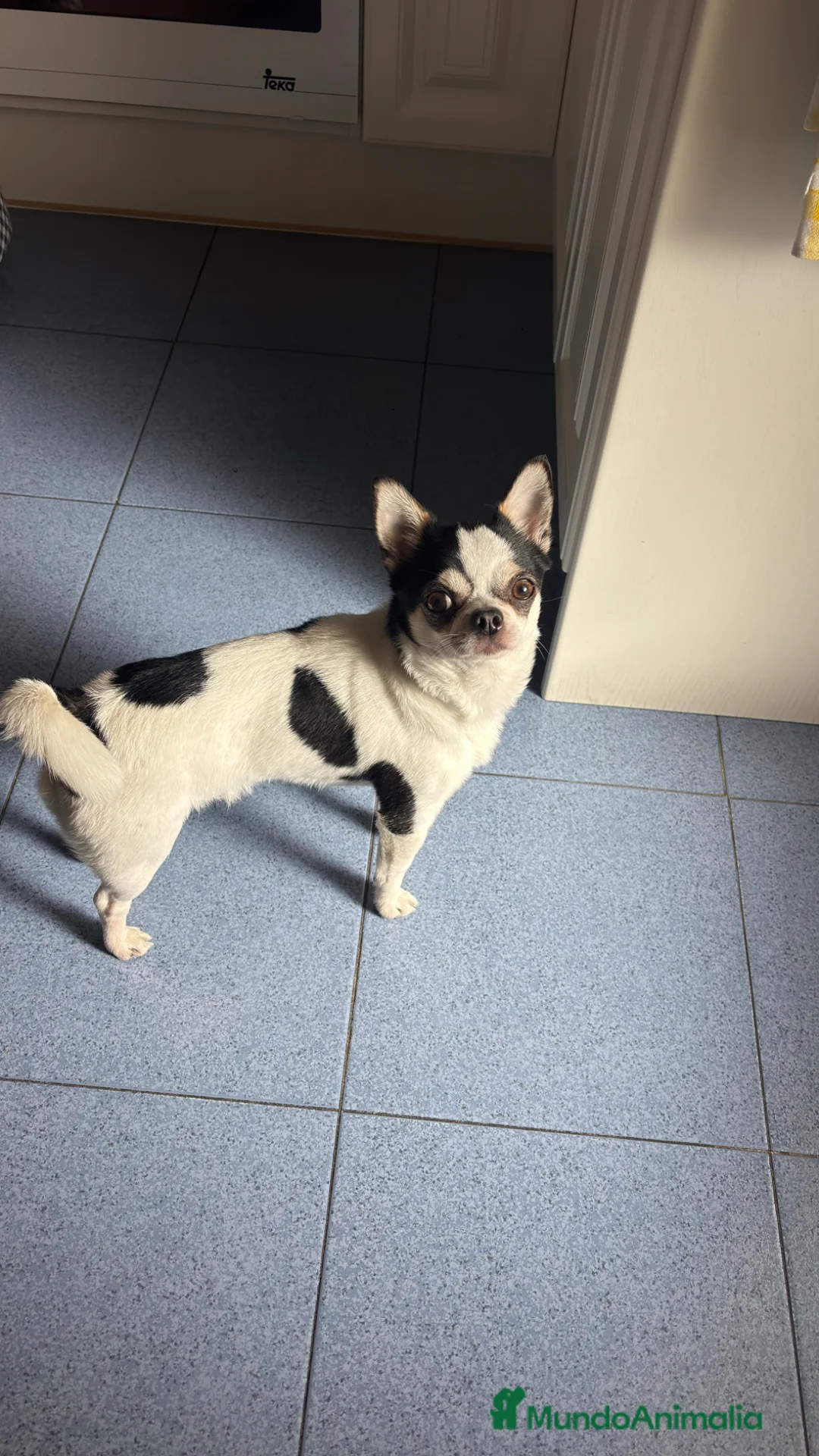 Chihuahua perros para monta: Chihuahua cabeza manzana  - Anuncio 2