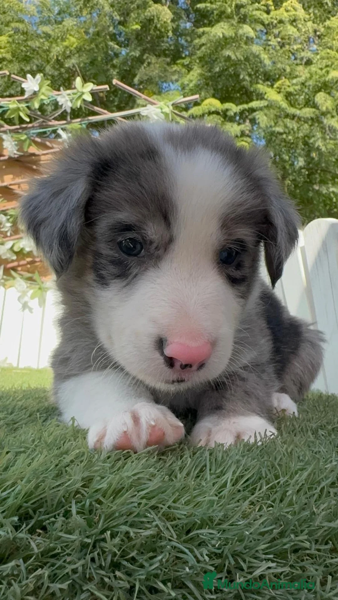 Border Collie perros en venta: BORDER COLLIE MERLE - MACHO - Anuncio 13