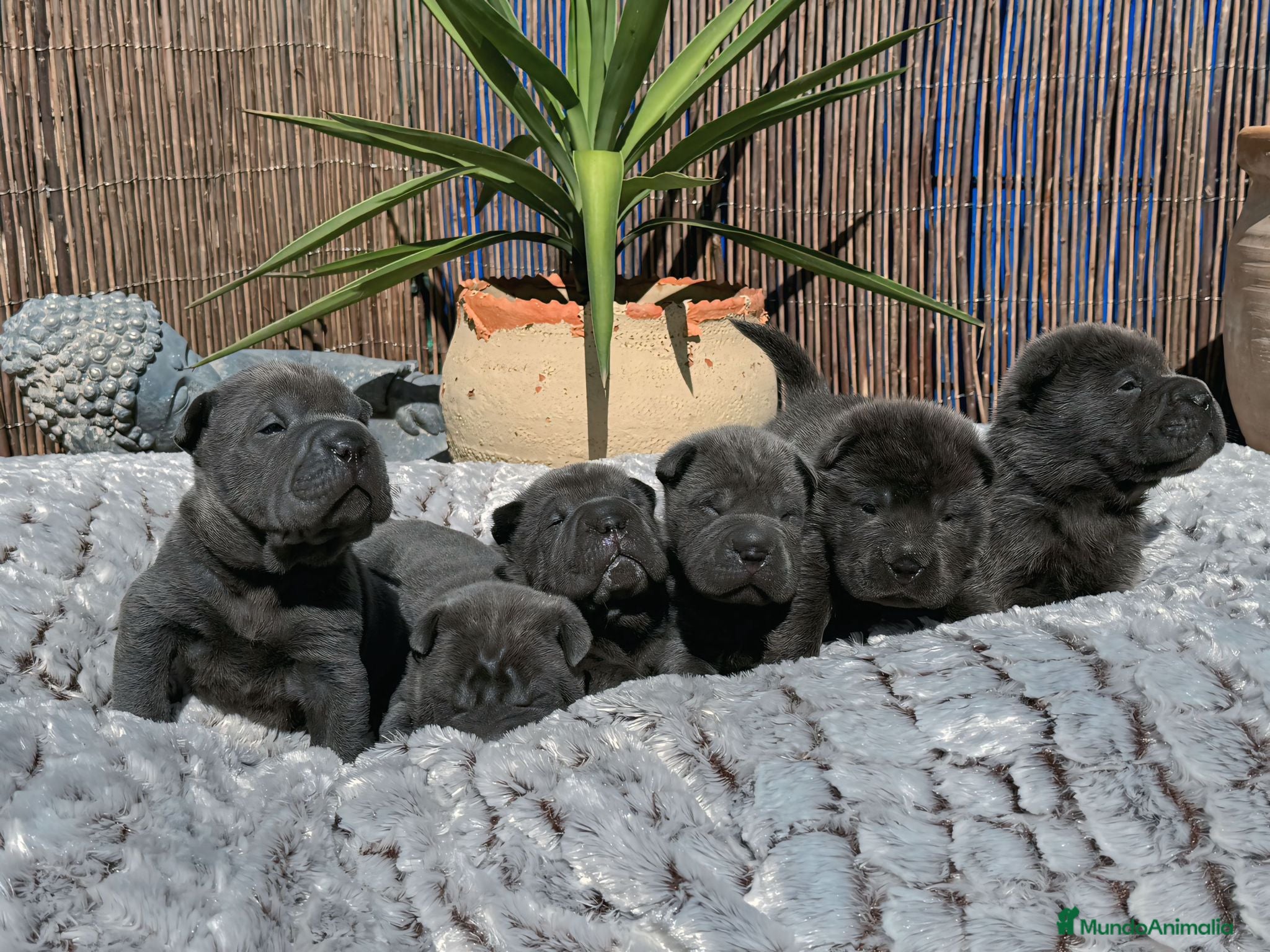 Shar Pei perros CACHORROS SHAR PEI BLUE en Málaga - Anuncio 40