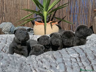 Shar Pei perros CACHORROS SHAR PEI BLUE en Málaga - Anuncio 8