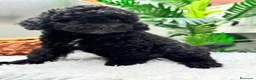 Caniche Enano perros en venta: CANICHE ENANA 🎀 - Anuncio 2