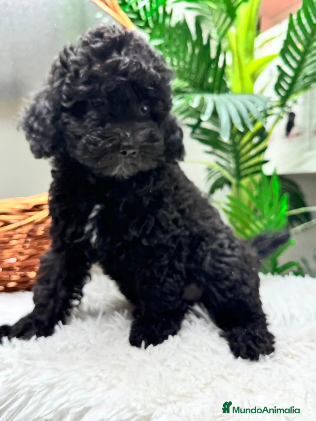 Caniche Enano perros en venta: CANICHE ENANA 🎀 - Anuncio 2