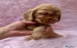 Cocker Spaniel Inglés perros en venta: COCKER SPANIEL INGLÉS HEMBRA - Imagen 5