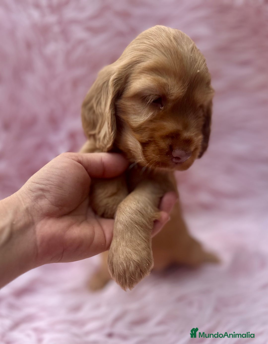 Cocker Spaniel Inglés perros en venta: COCKER SPANIEL INGLÉS HEMBRA - Imagen 5