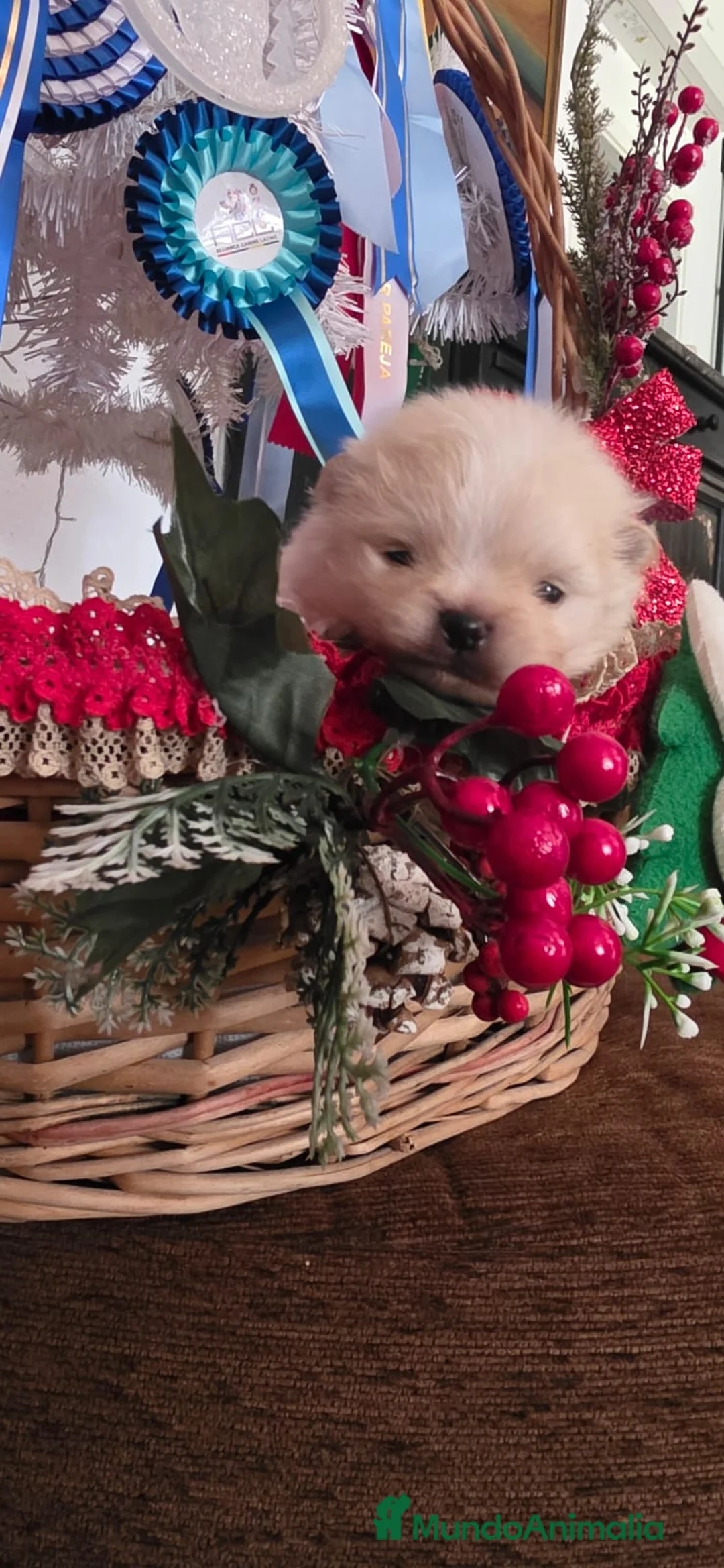 Pomerania perros en venta: Pomeranias toy descendientes de campeones - Anuncio 6