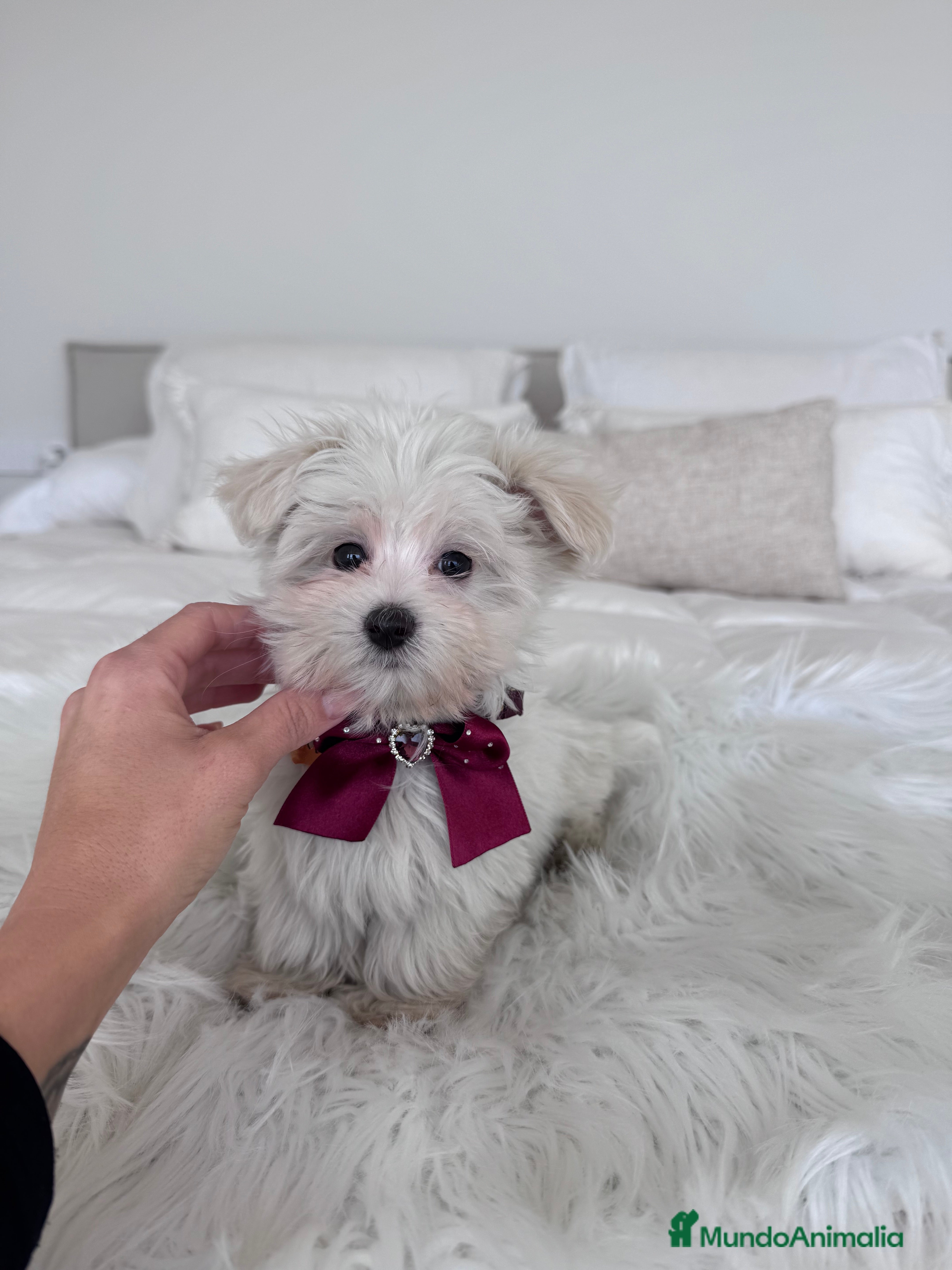 Bichón Maltés perros Bichon maltes macho - Anuncio 1