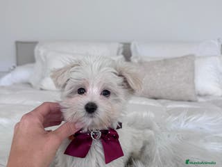 Bichón Maltés perros Bichon maltes macho - Anuncio 1