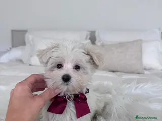 Bichón Maltés perros Bichon maltes macho - Anuncio 6