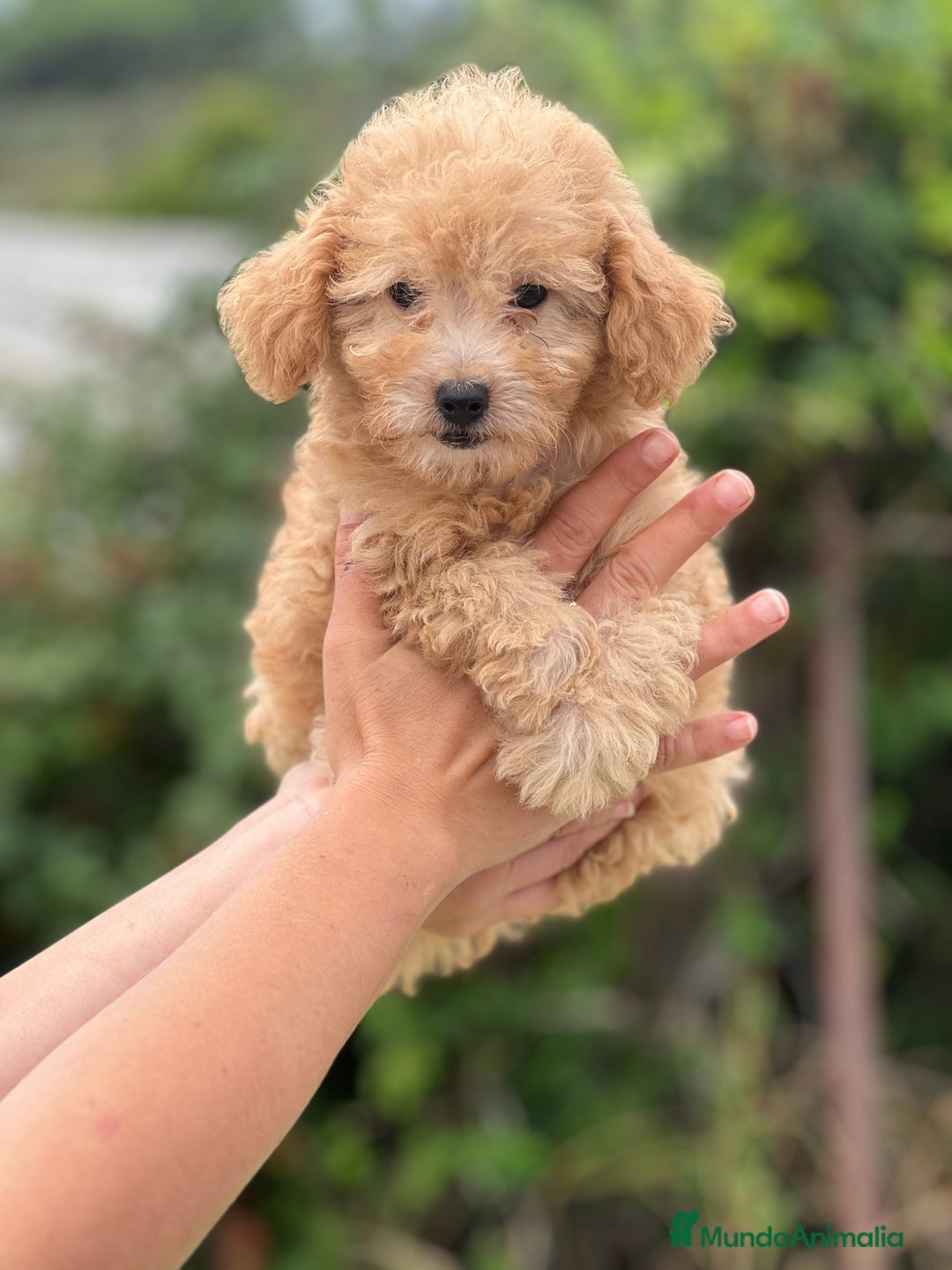 Caniche Toy perros en venta: Caniche toy apricot  - Imagen 3