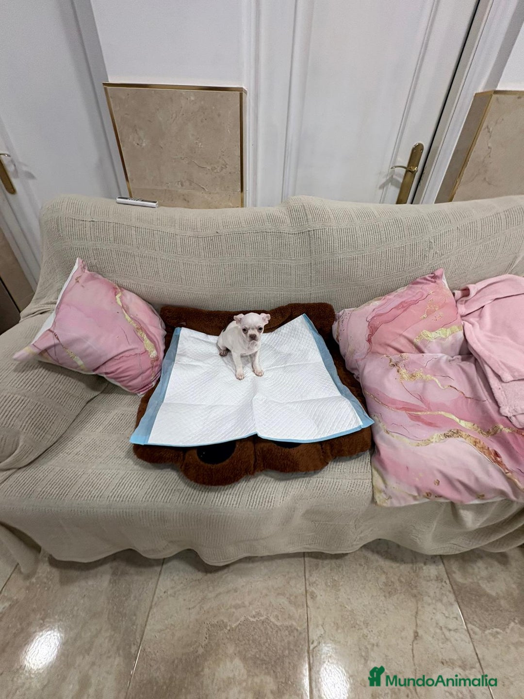 Chihuahua perros en venta: Chihuahua macho - Anuncio 3