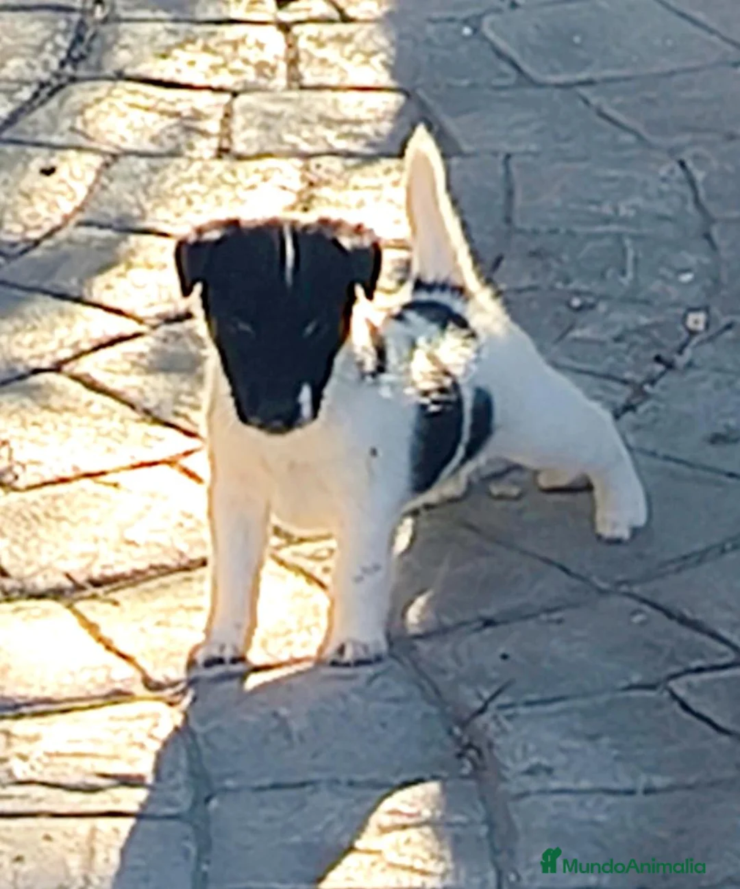 Fox Terrier de Pelo Liso perros en venta: Cachorros machos Fox Terrier pelo liso - Anuncio 2