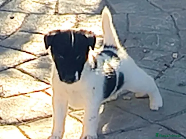 Fox Terrier de Pelo Liso perros en venta: Cachorros machos Fox Terrier pelo liso - Anuncio 2