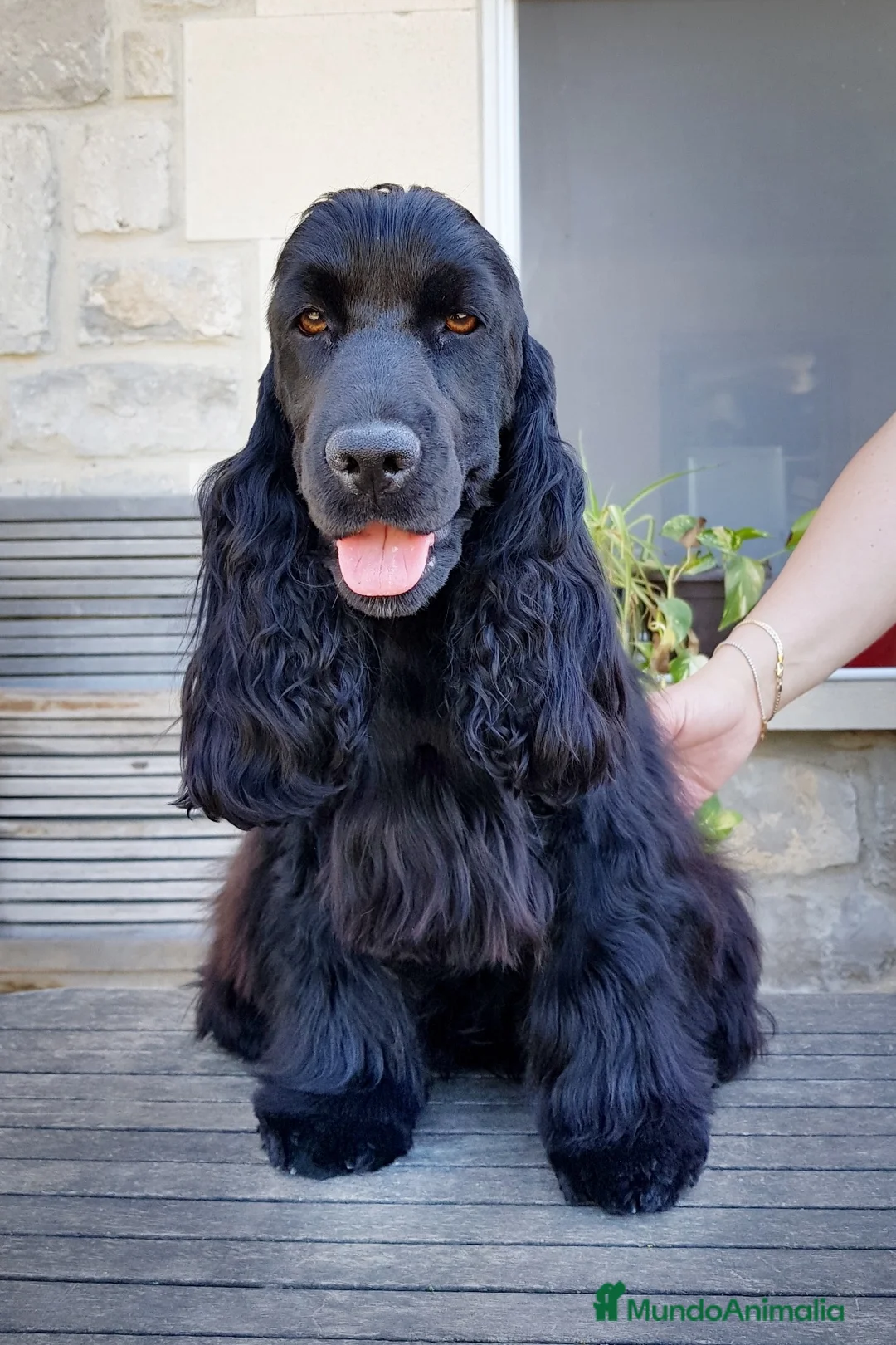 Imagen de galería {{count}}