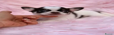 Chihuahua 1