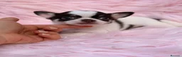 Chihuahua perros en venta: Hembra chihuahua 🐾 - Anuncio 8
