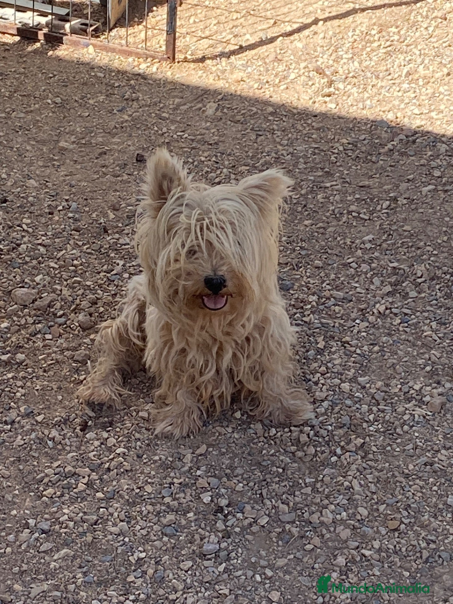 West Highland White Terrier perros Westys hembras en adopcion - Anuncio 1