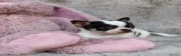 Chihuahua perros en venta: Preciosa Chihuahua 🐾 - Anuncio 3