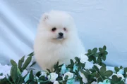 Pomerania Cachorro 6