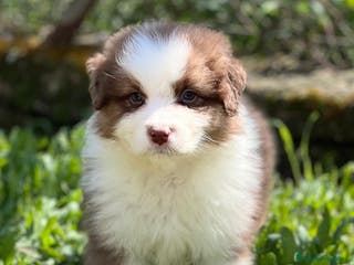 Pastor Australiano perros Pastor australiano tricolor en Barcelona - Anuncio 2