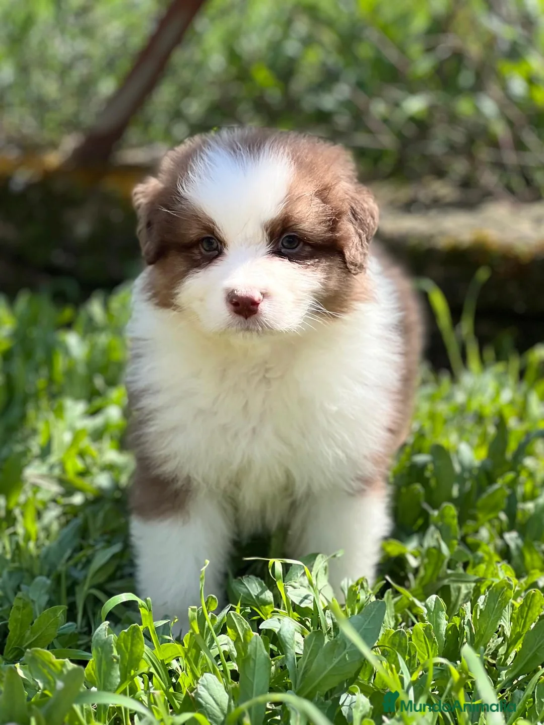 Pastor Australiano perros en venta: Pastor australiano tricolor  en Barcelona - Anuncio 1