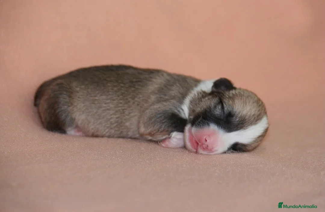 Welsh Corgi Pembroke perros en venta: Preciosas cachorras de Welsh corgi Pembroke - Anuncio 15