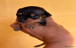 Pinscher Miniatura perros en venta: Pinscher miniatura  - Imagen 4