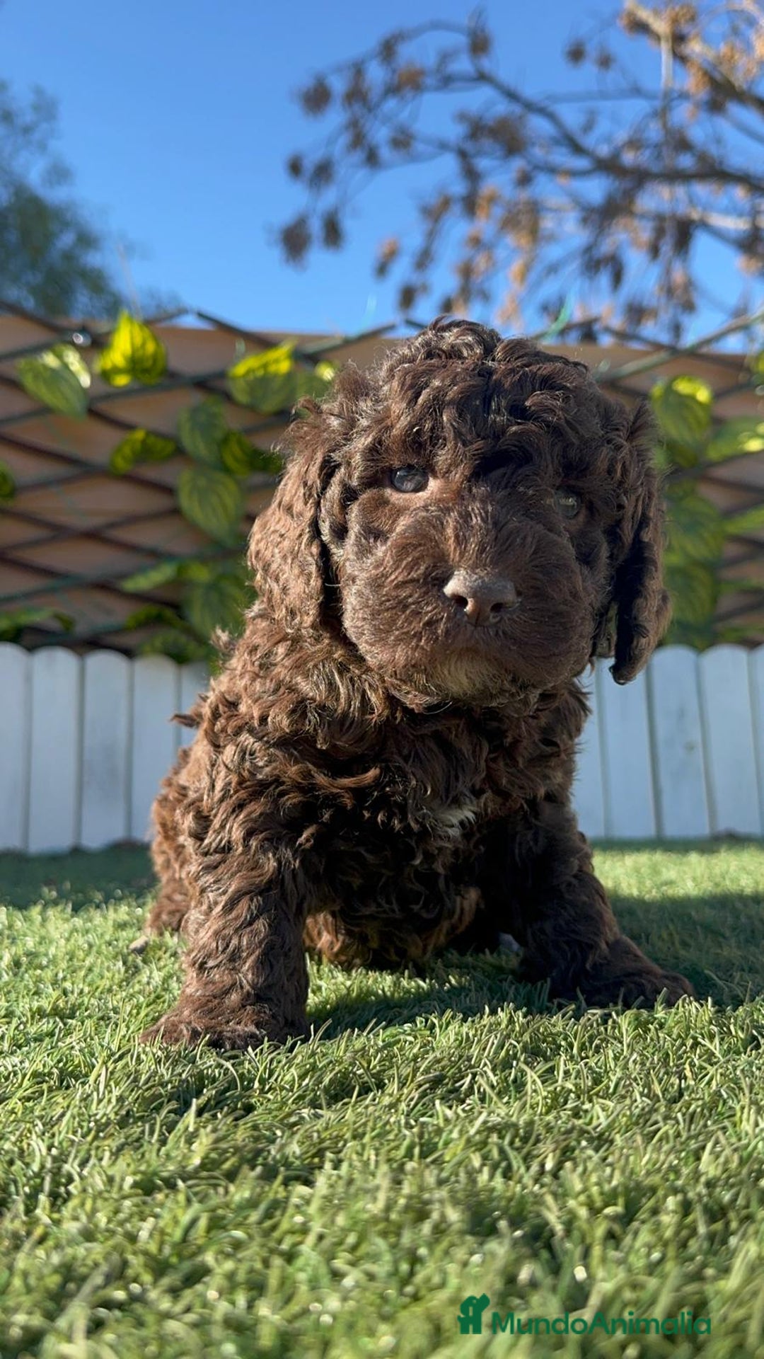 Perro de Agua Español perros en venta: PERRO DE AGUA ESPAÑOL MACHO - Anuncio 11