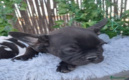 Bulldog Francés perros en venta: Bebés Bulldog Francés  - Imagen 4