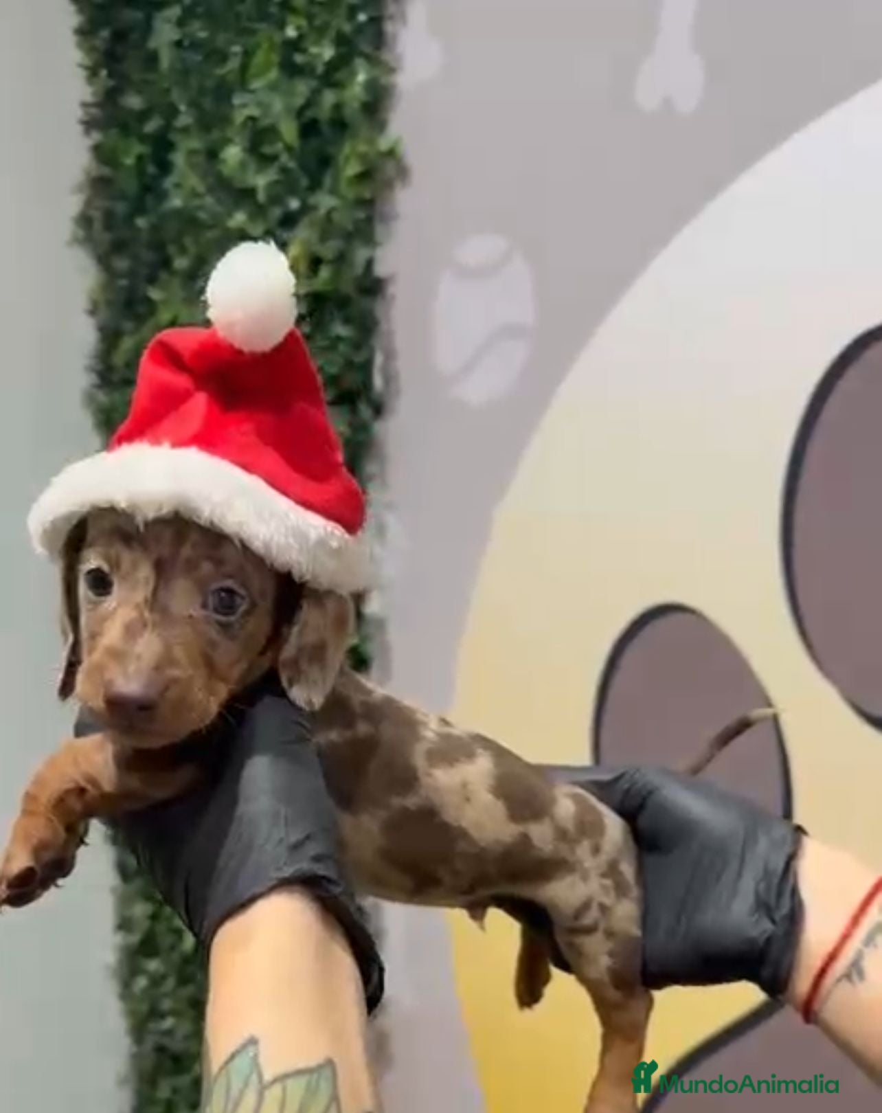 Teckel Miniatura perros ESPECTACULAR TECKEL MINI ❤ - Anuncio 1