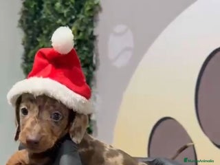 Teckel Miniatura perros ESPECTACULAR TECKEL MINI ❤ - Anuncio 1