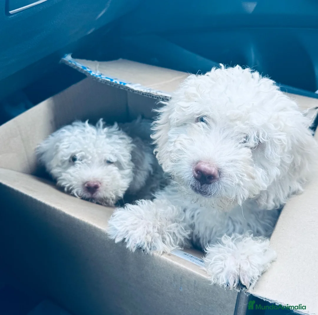 Perro de Agua Español perros en venta: Ultimos bebes de PDAE - Anuncio 2