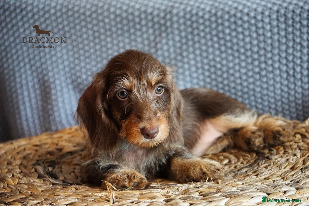 Imagen de galería {{count}}